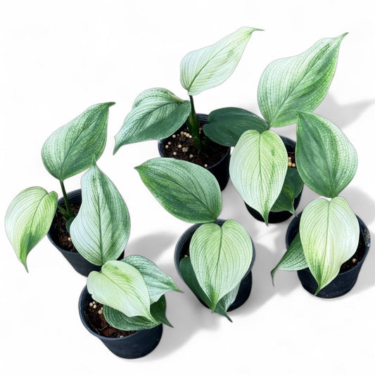 Scindapsus white monster