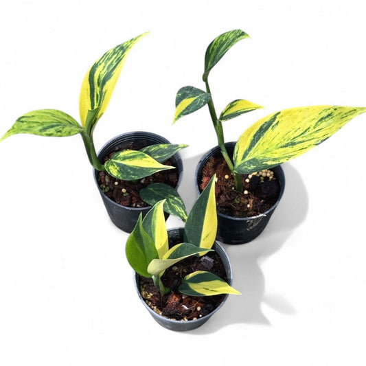 Scindapsus coriaceus variegated
