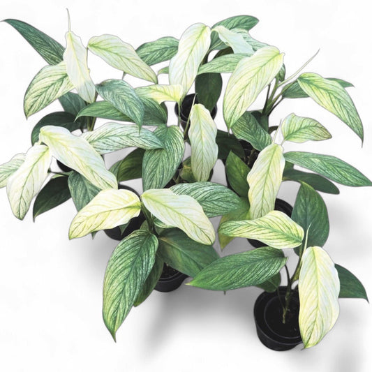 Scindapsus curranii 'vangie go'