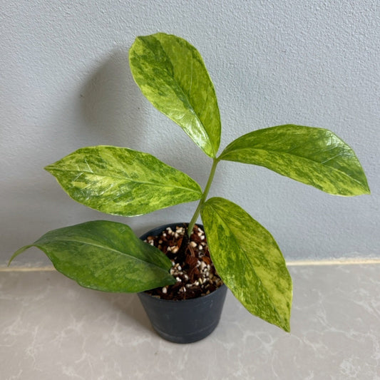 Zamioculcas zamiifolia variegated 'wild form'