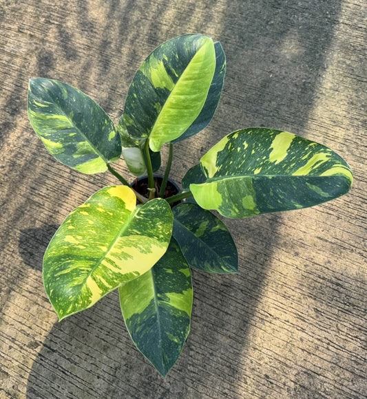 Philodendron green congo nuclear (M)