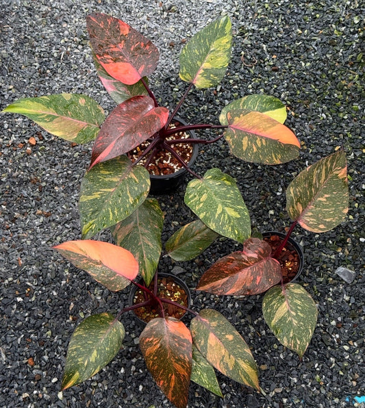 Philodendron orange princess (galaxy)