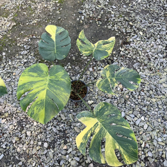 Monstera deliciosa aurea (3-4 leaves)