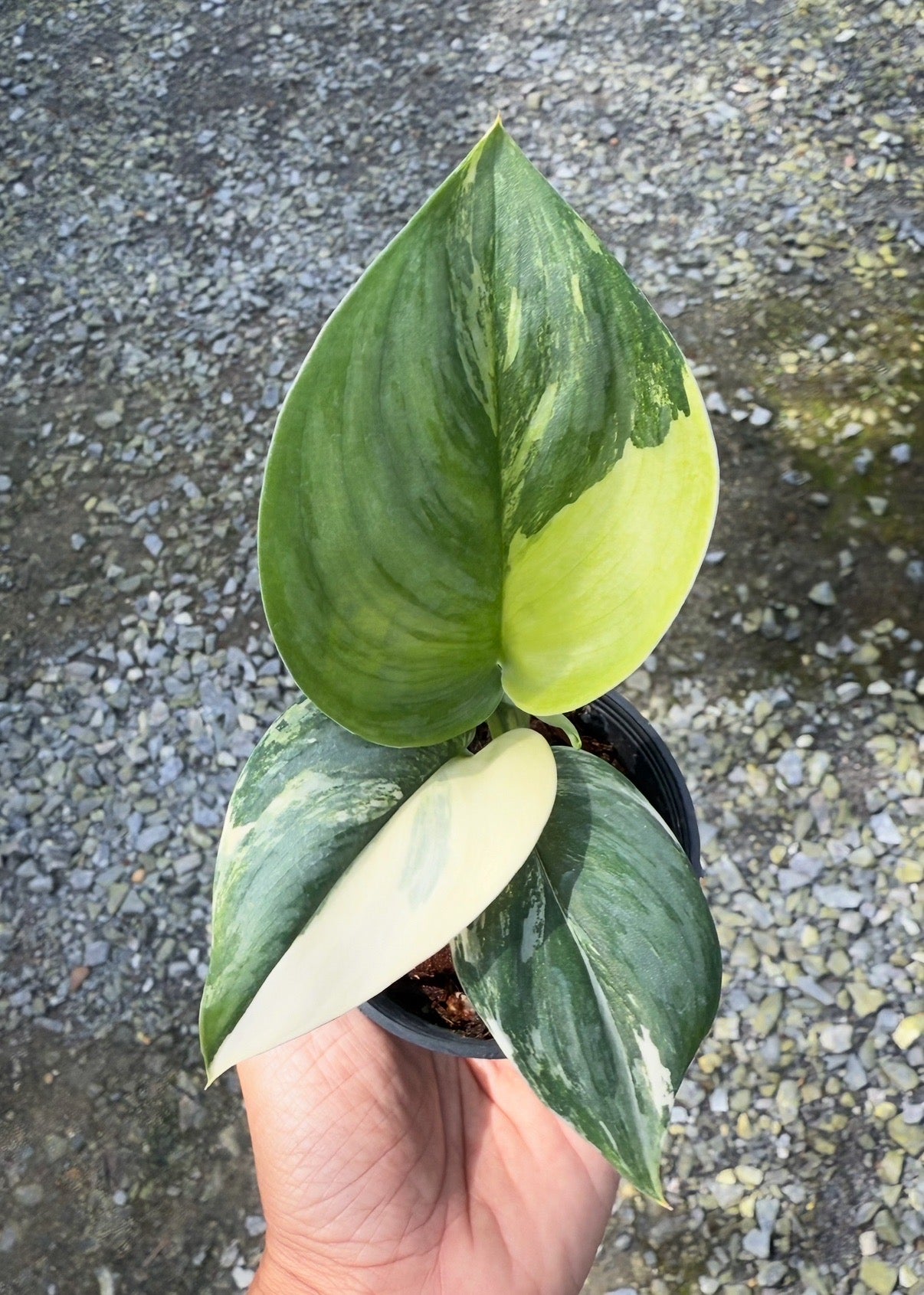 Scindapsus Variated Scindapsus rubicon variegated – Poonsin Garden