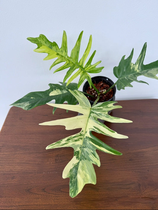 Philodendron florida beauty x tortum