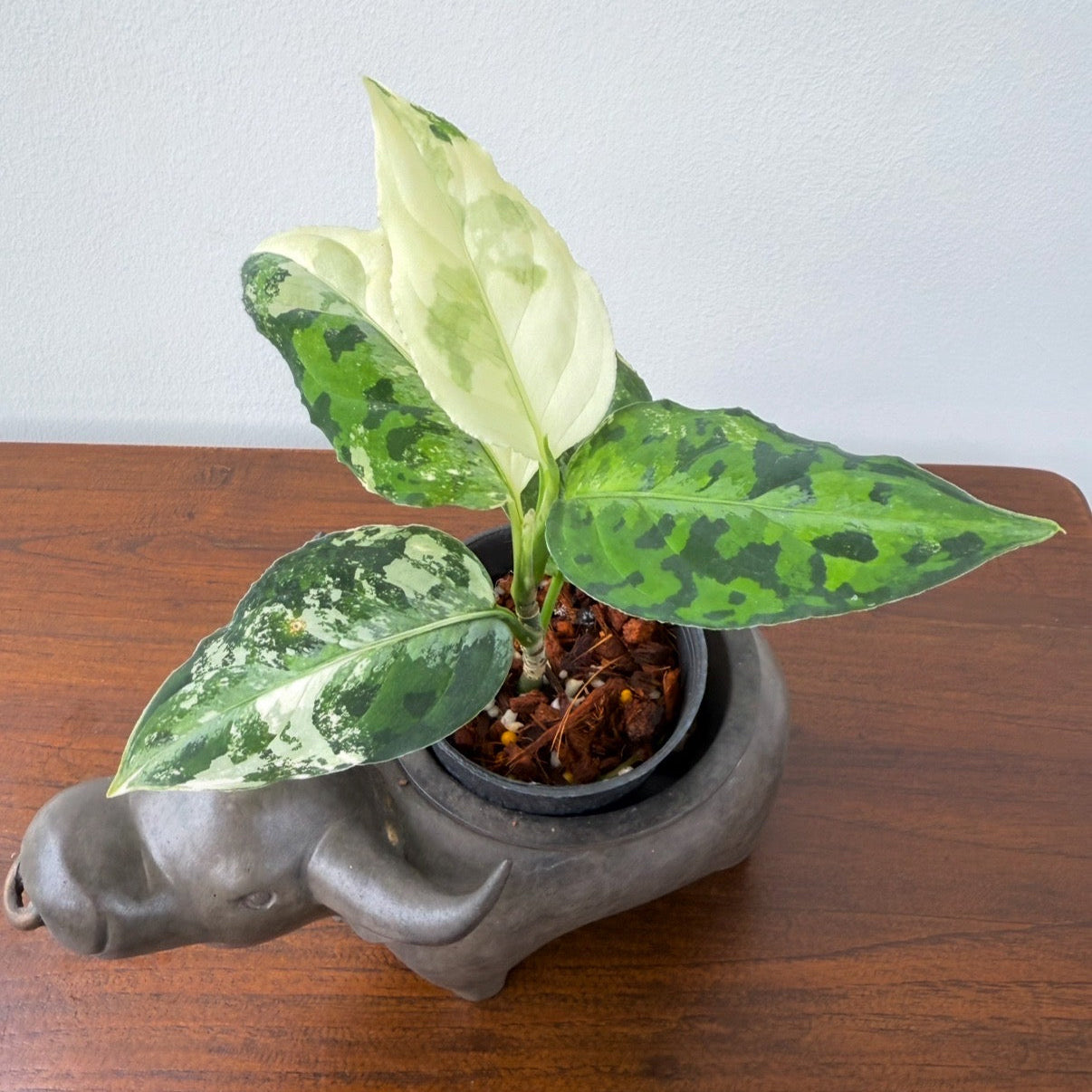 Agloanema pictum tricolor albo variegated