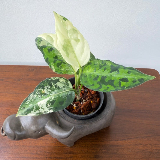 Agloanema pictum tricolor albo variegated