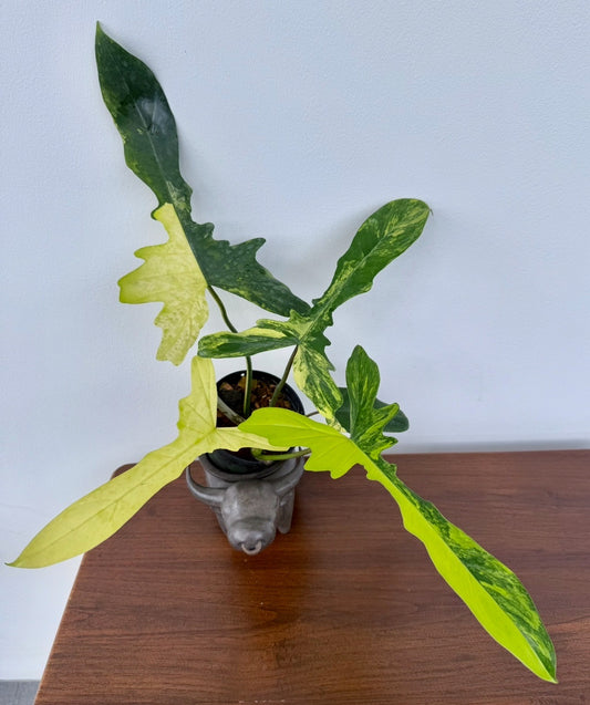 Philodendron florida beauty x mayoii 'Chaos' (special form) 3-4 leaves