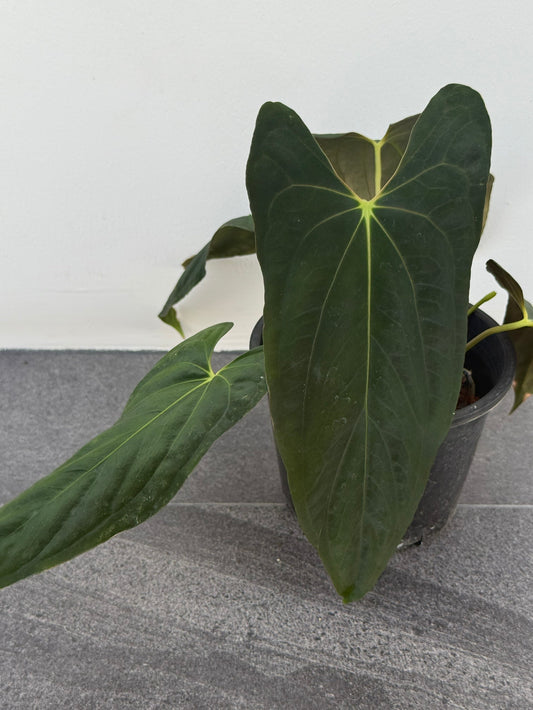 Anthurium papillilaminum 'Fort sherman' (3-4 leaves)