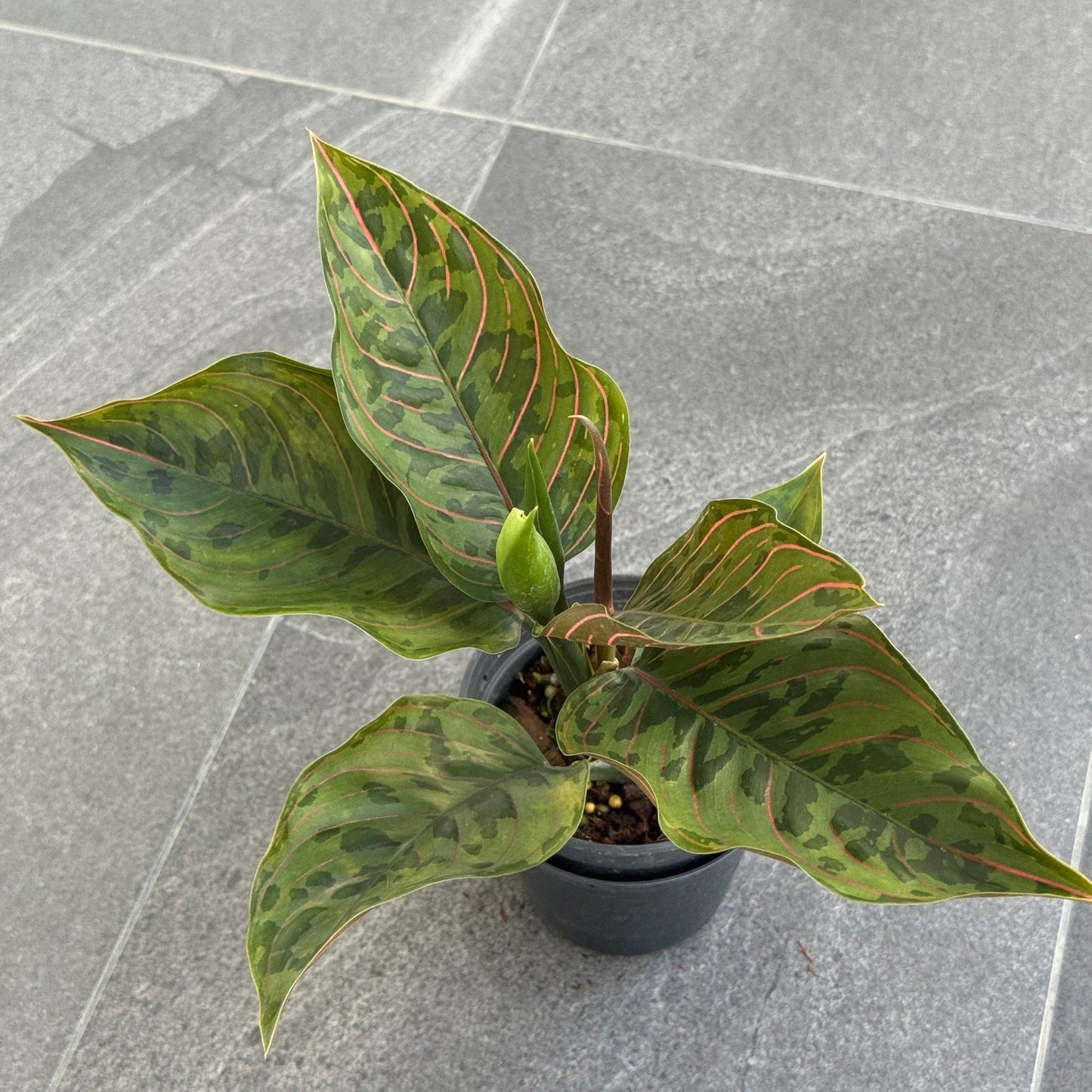 Agloanema 'red army'