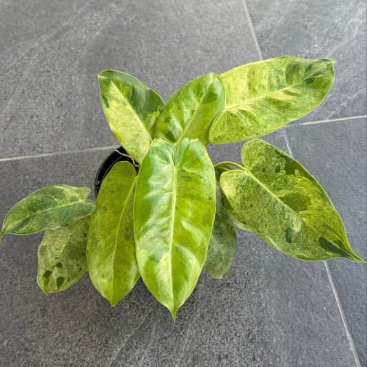 Philodendron burle marx variegated (marble)