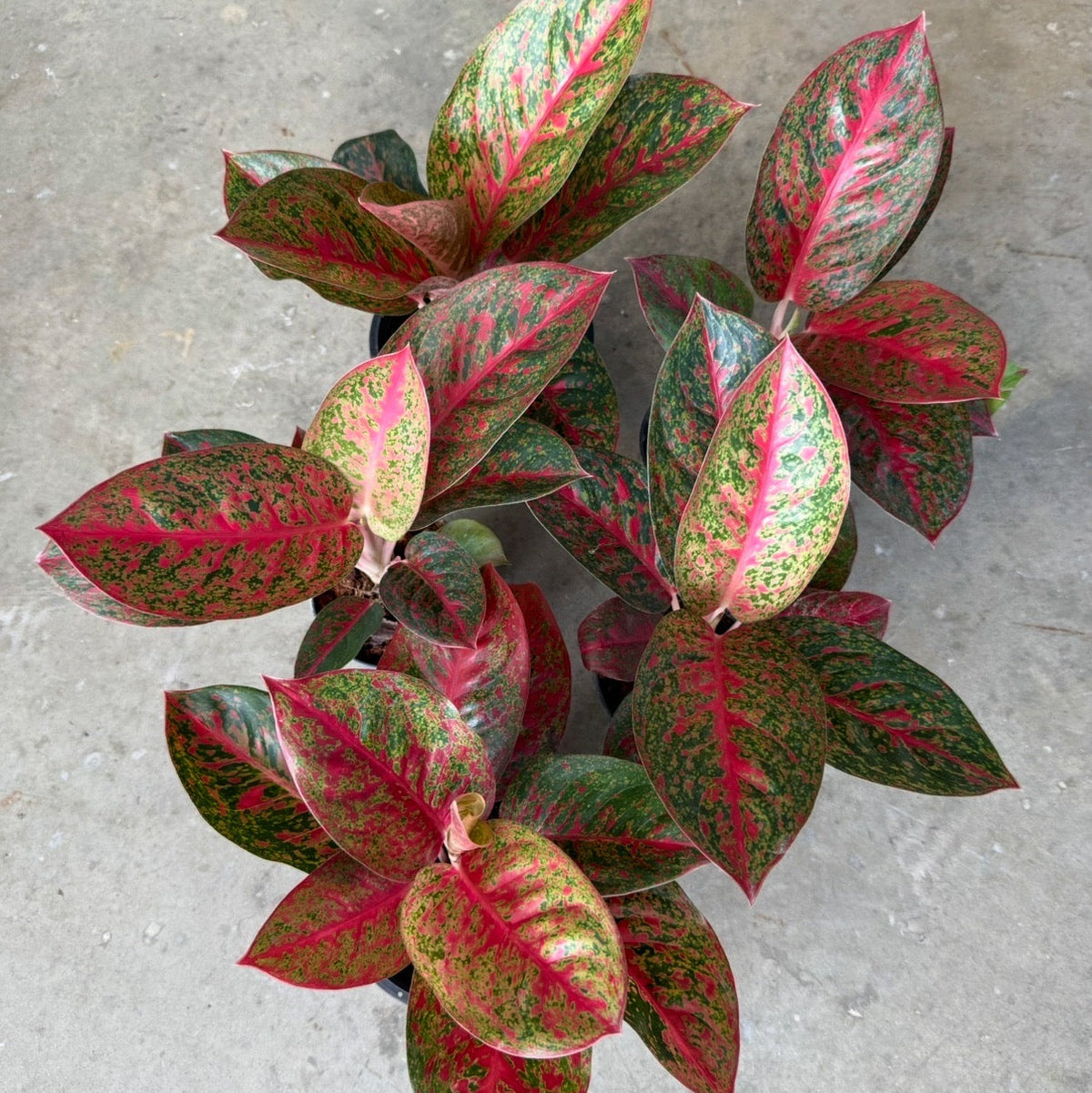 Aglaonema 'Stardust'