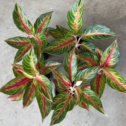 Aglaonema 'Red Panama'