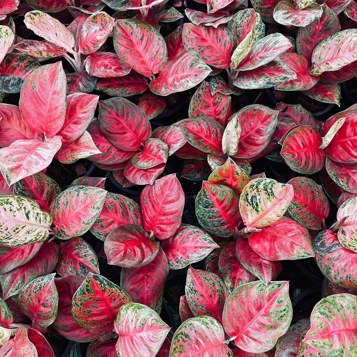 Aglaonema 'Som-bat Siam'