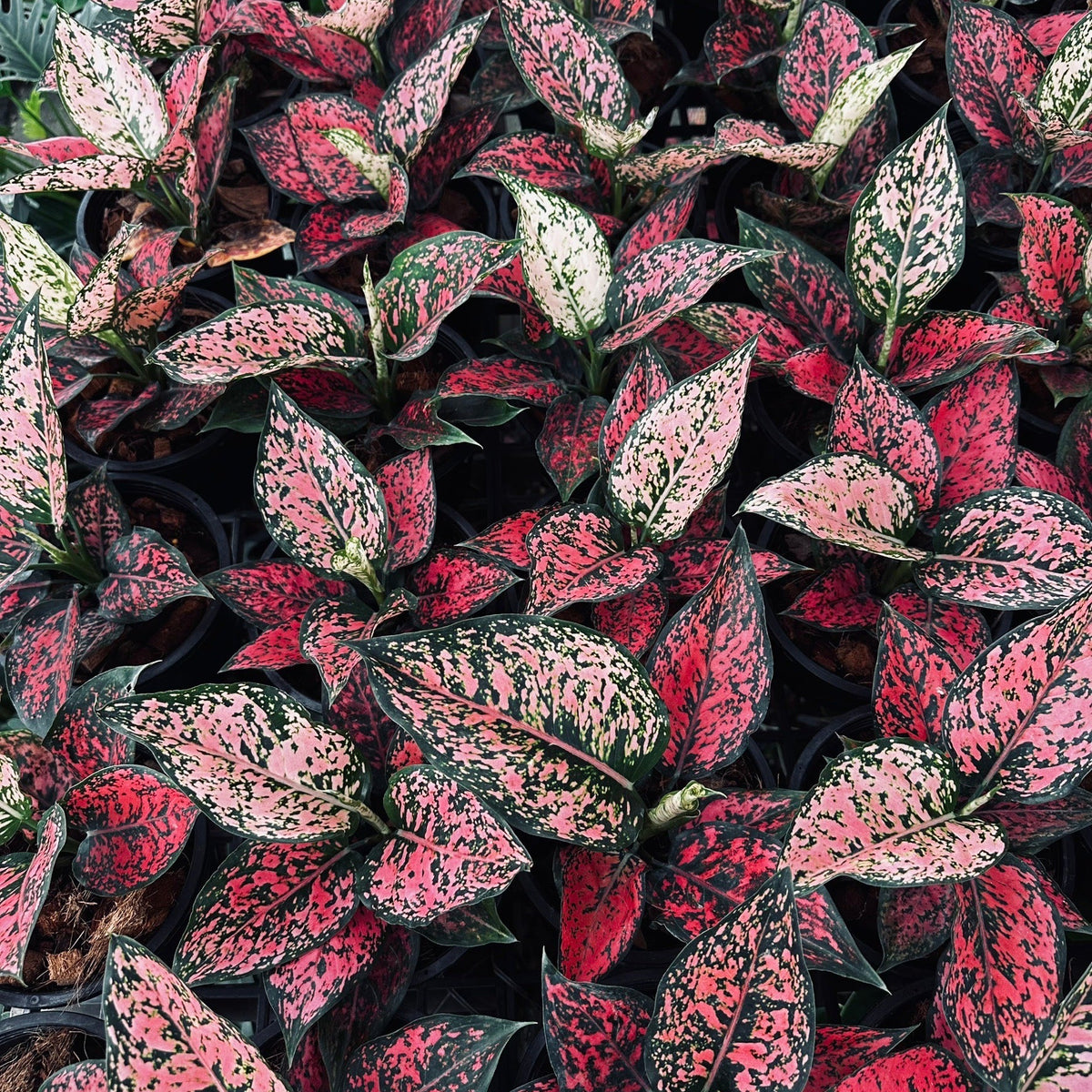Aglaonema 'Kham Khun'