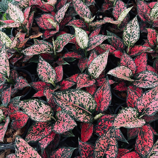 Aglaonema 'Kham Khun'