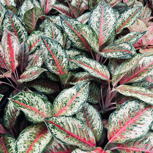 Aglaonema '10 Karat'