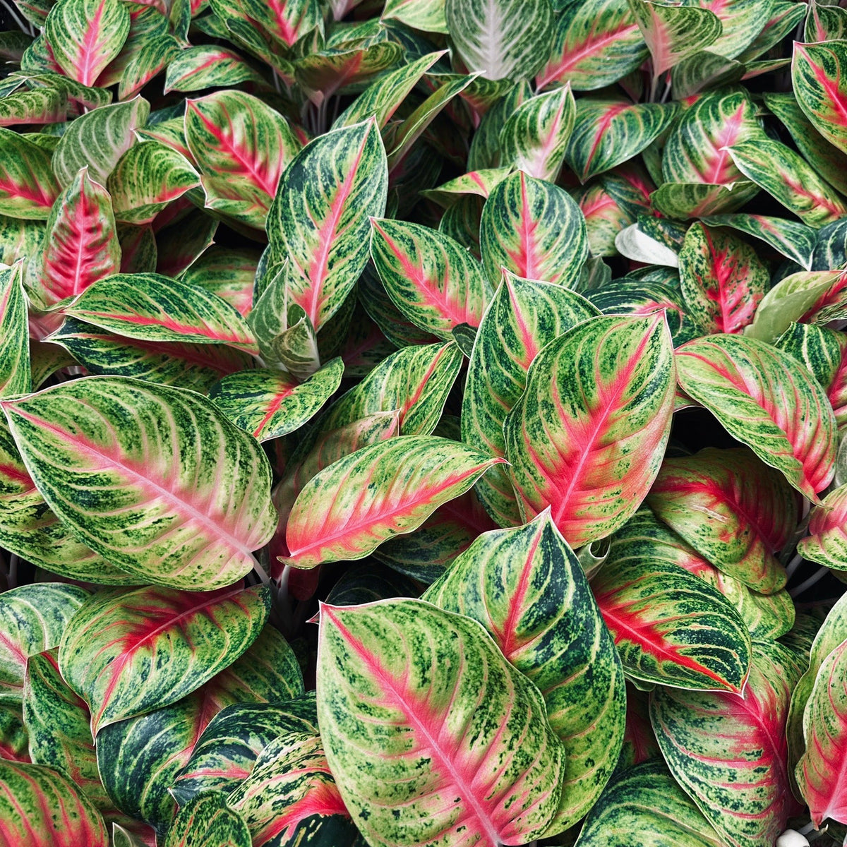 Aglaonema 'Ruay Laab'