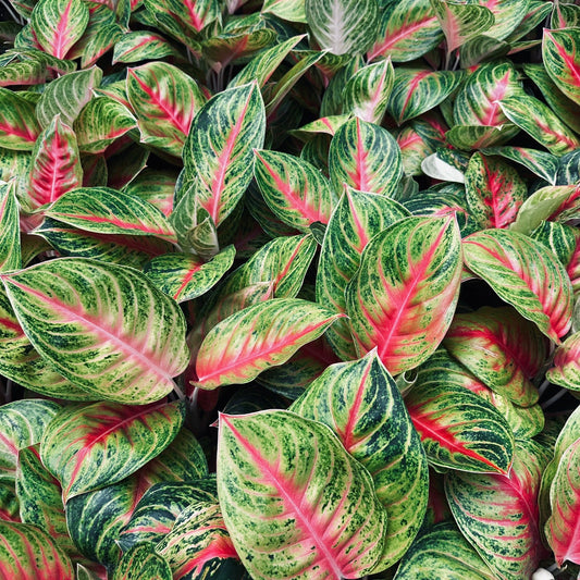 Aglaonema 'Ruay Laab'