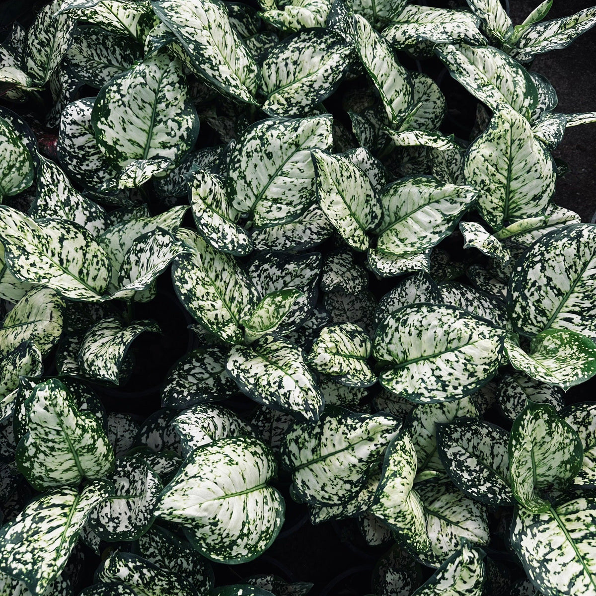 Aglaonema 'Anyamanee albo'
