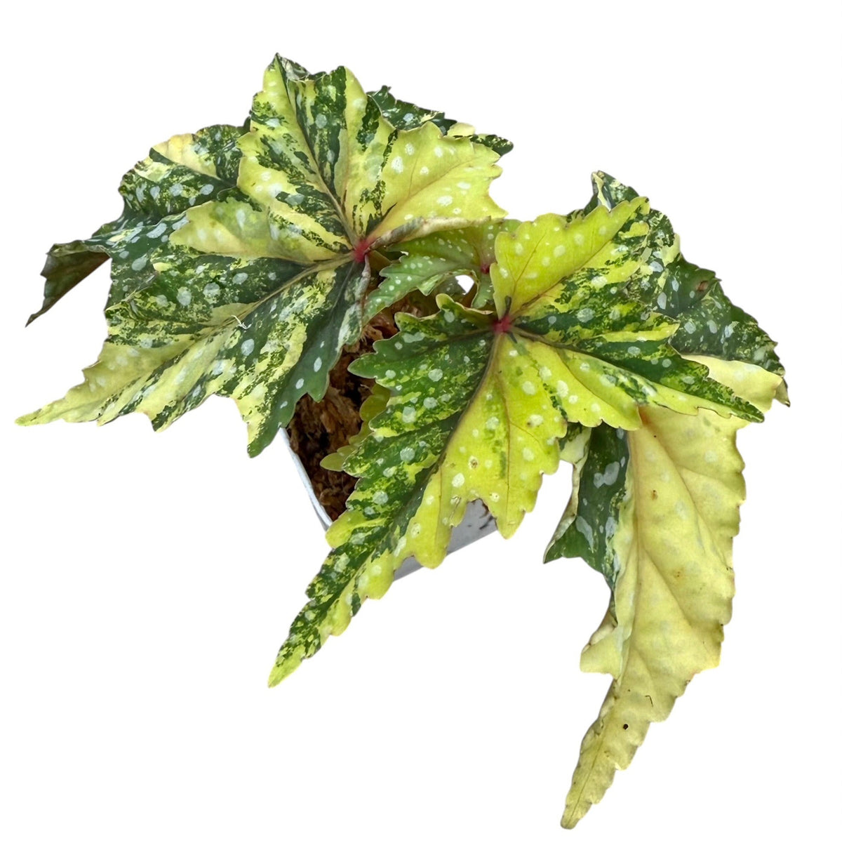 Begonia 'Izumo no Kiraboshi' aurea variegated