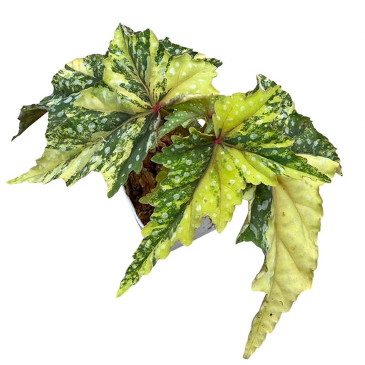 Begonia 'Izumo no Kiraboshi' aurea variegated