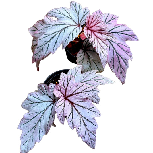 Begonia 'Lamoon'