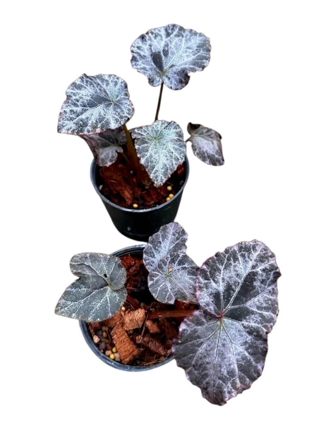 Begonia 'Yunxia'