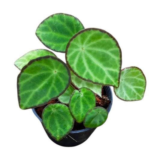 Begonia 'Scapigera'