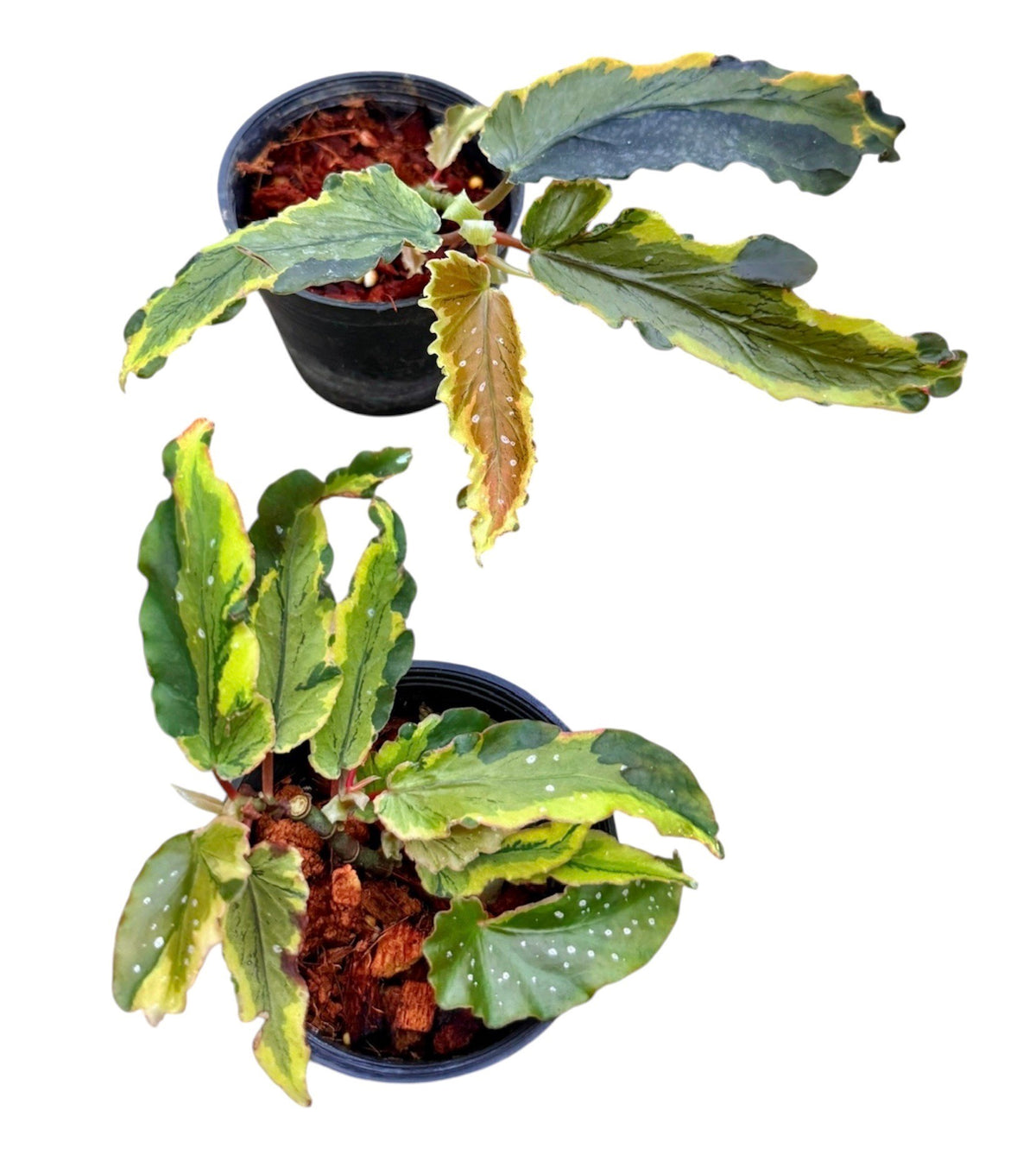 Begonia 'Dainty spray sport' variegated
