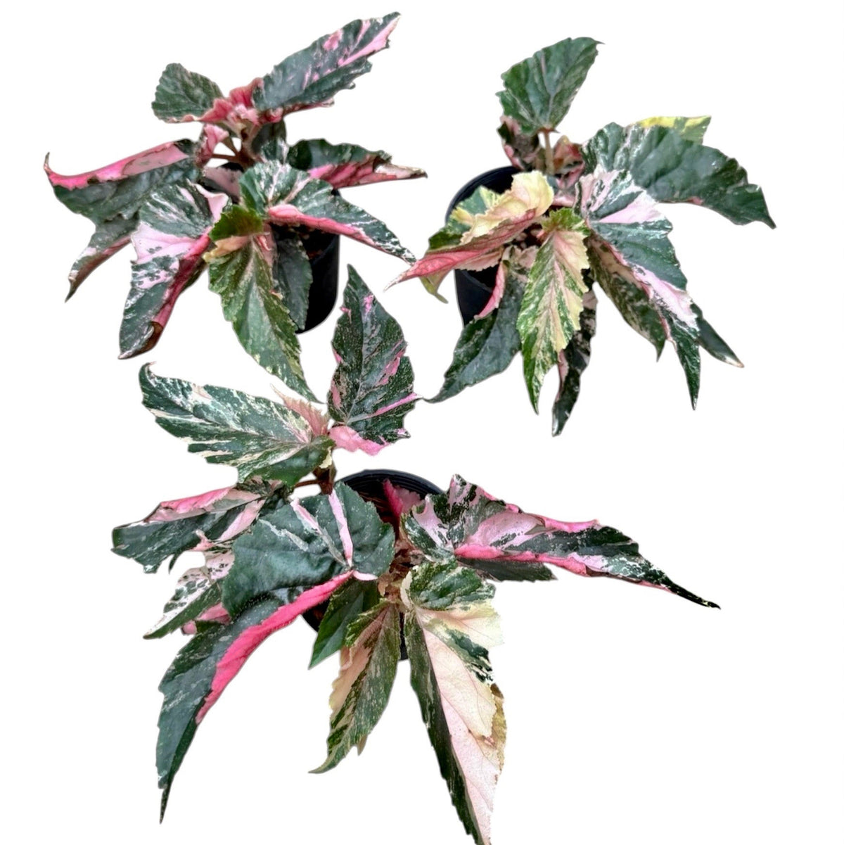 Begonia 'Ginny Galaxy'