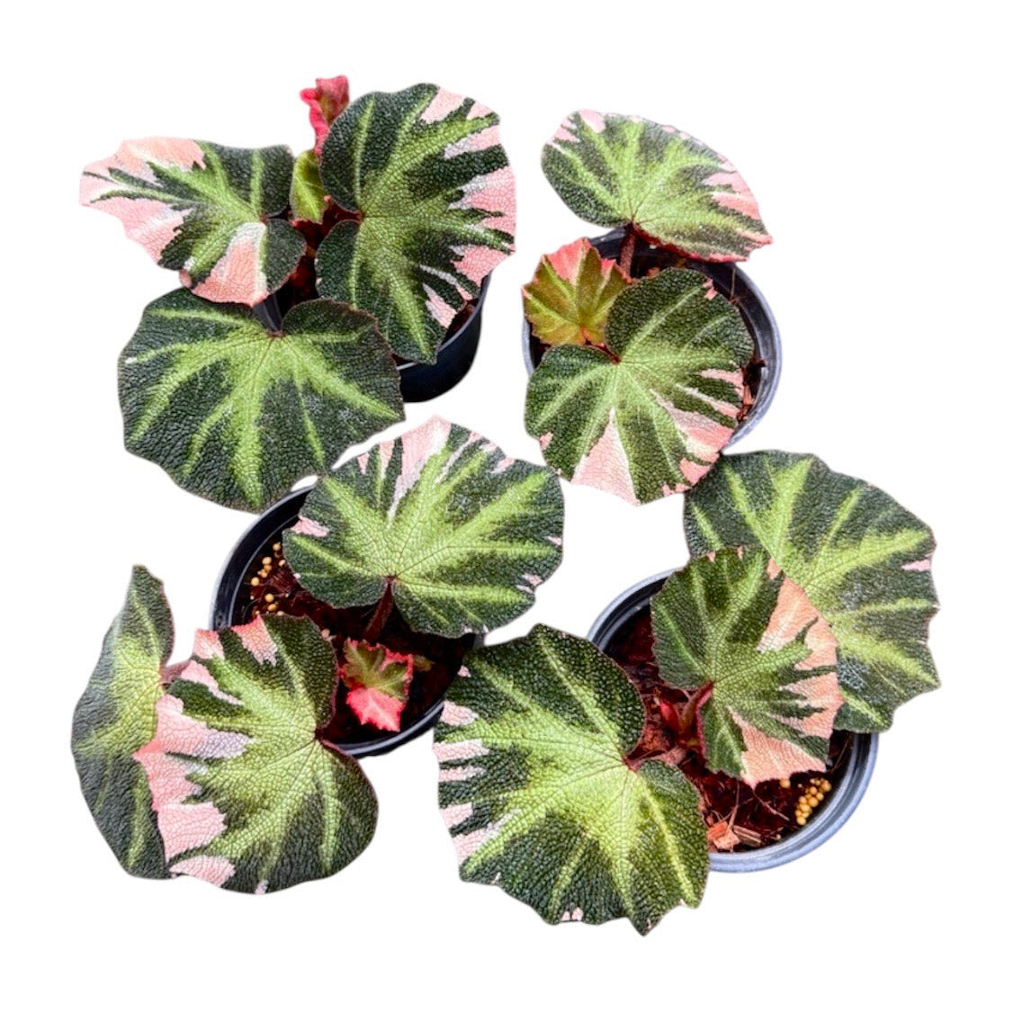 Begonia 'Soli Mutata' variegated