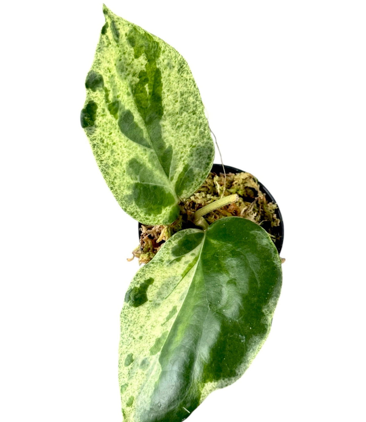 Hoya Candy (2-3 leaves)