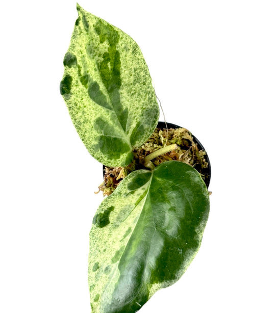 Hoya Candy (2-3 leaves)