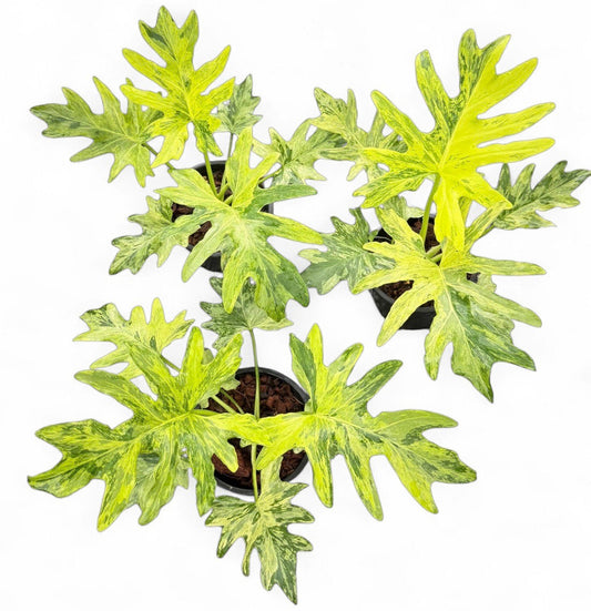 Philodendron selloum variegated
