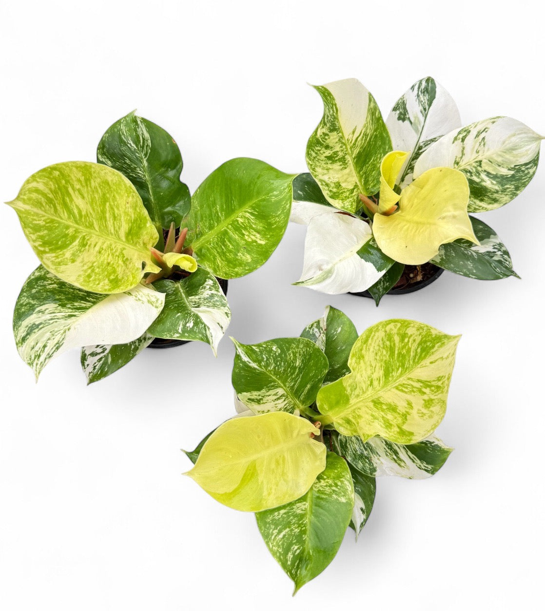 Philodendron moonlight albo variegated