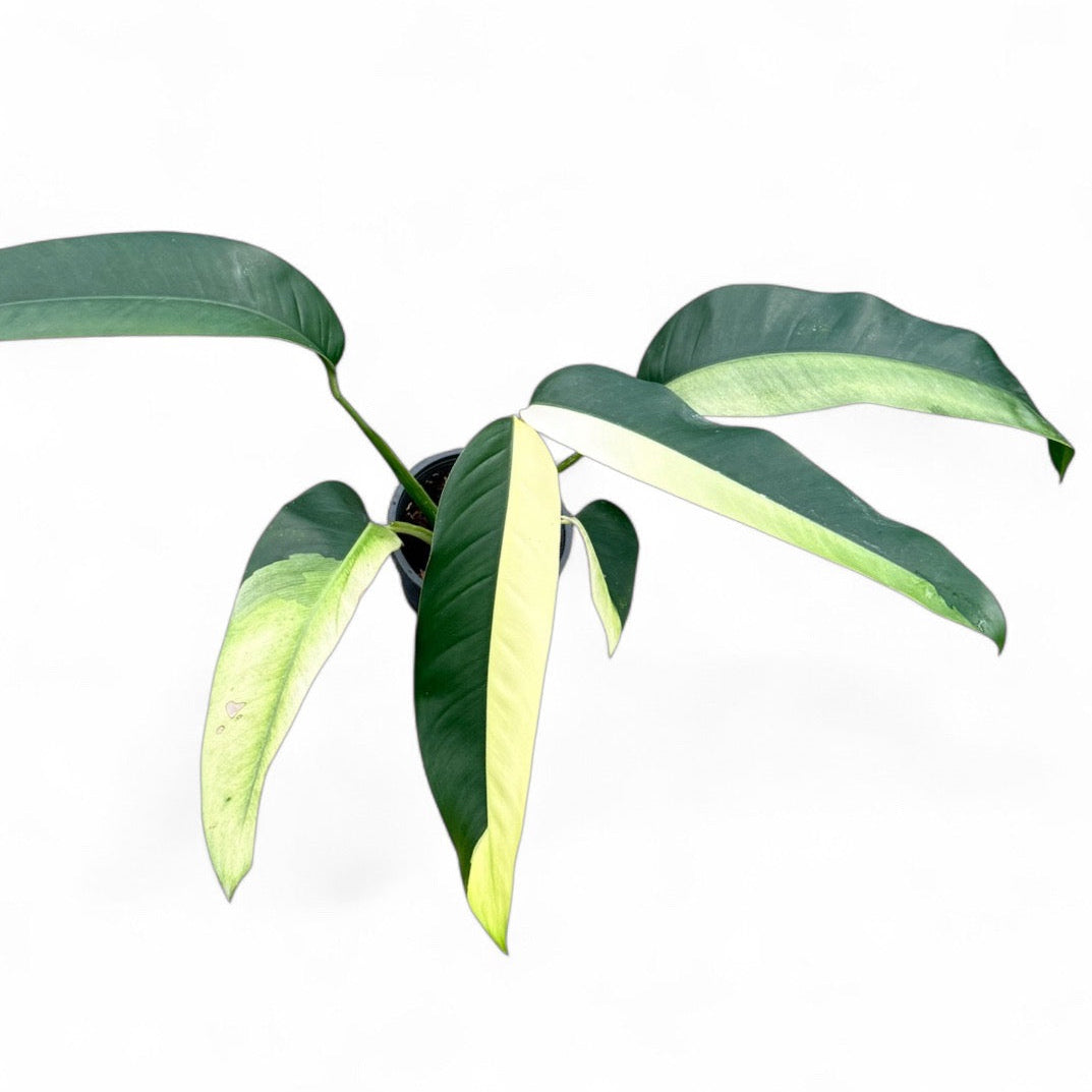 Epipremnum giganteum 'White Pearl'