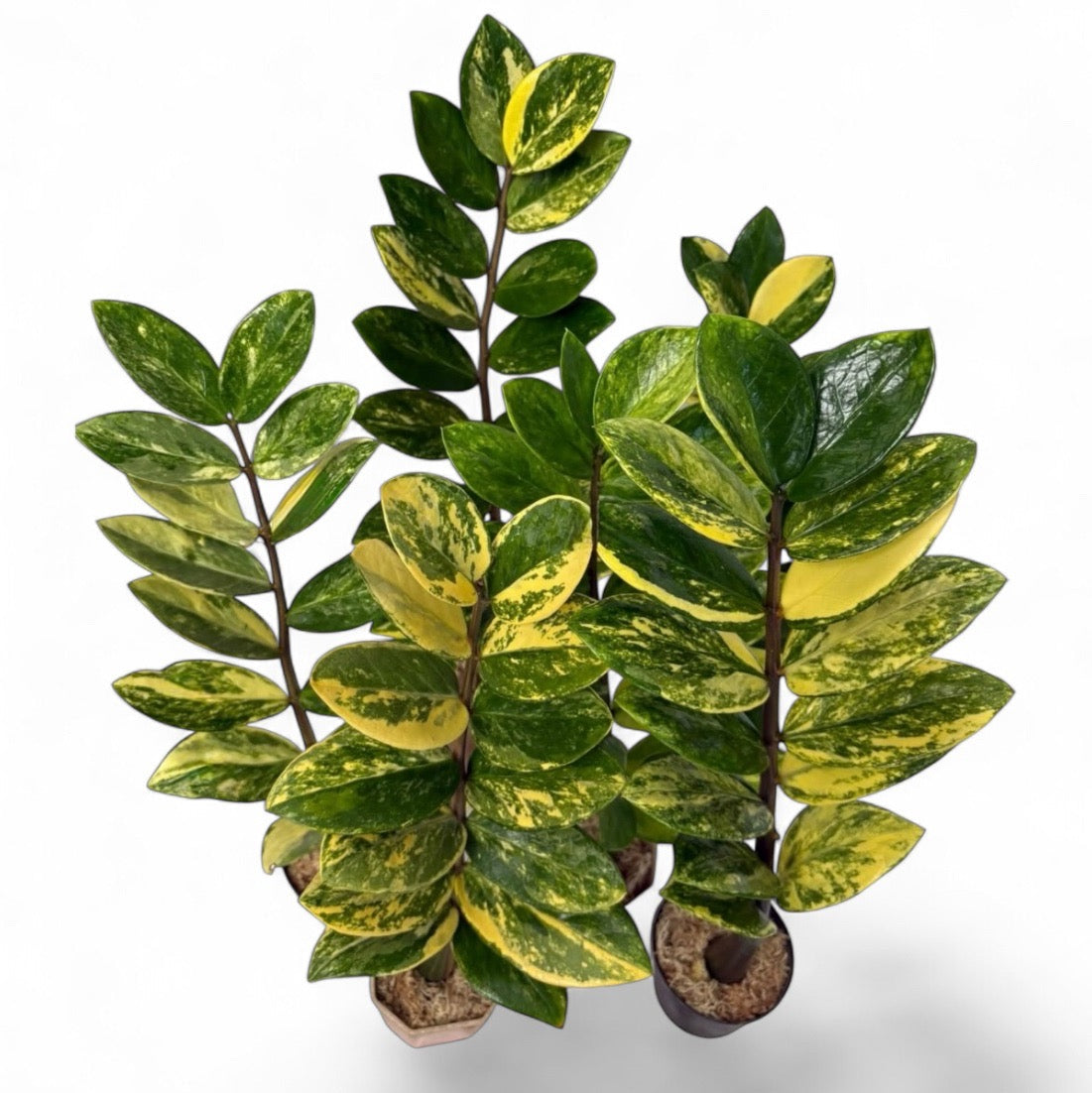 Zamioculcas zamiifolia variegated (S) 6-8 inch