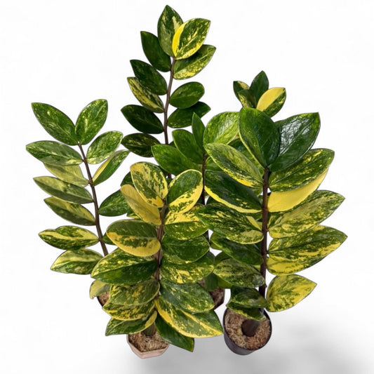 Zamioculcas zamiifolia variegated (S) 6-8 inch