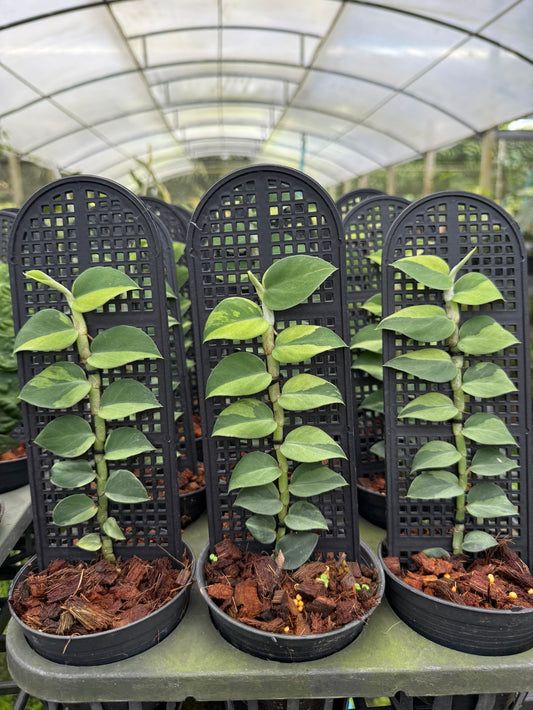 Rhaphidophora hayi variegated No.1 ‘two tone’