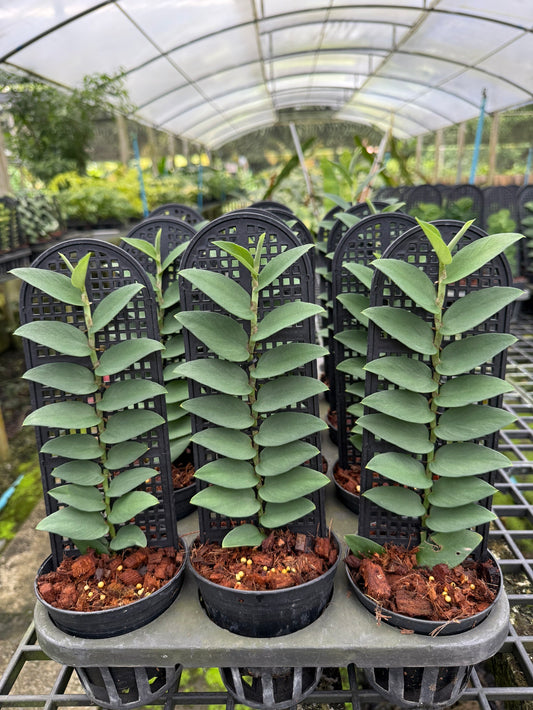 Rhaphidophora silver blue