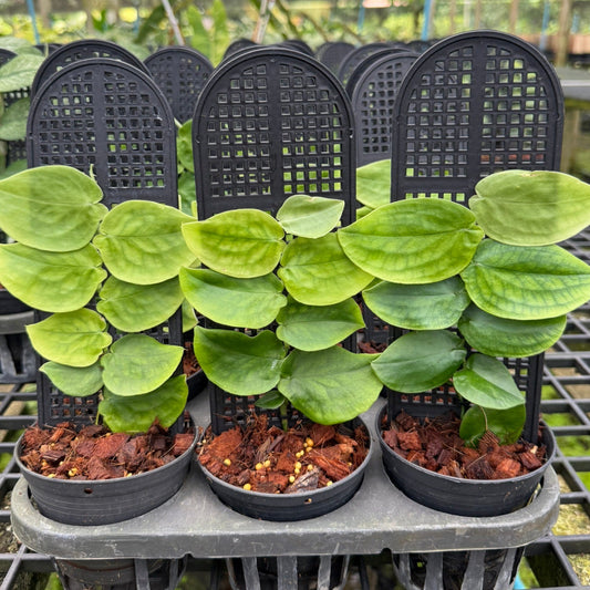 Rhaphidophora sp. (South of Thailand)