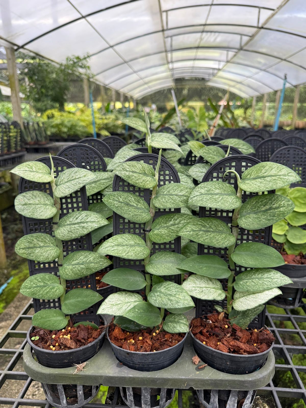 Rhaphidophora hongkongensis mint variegated