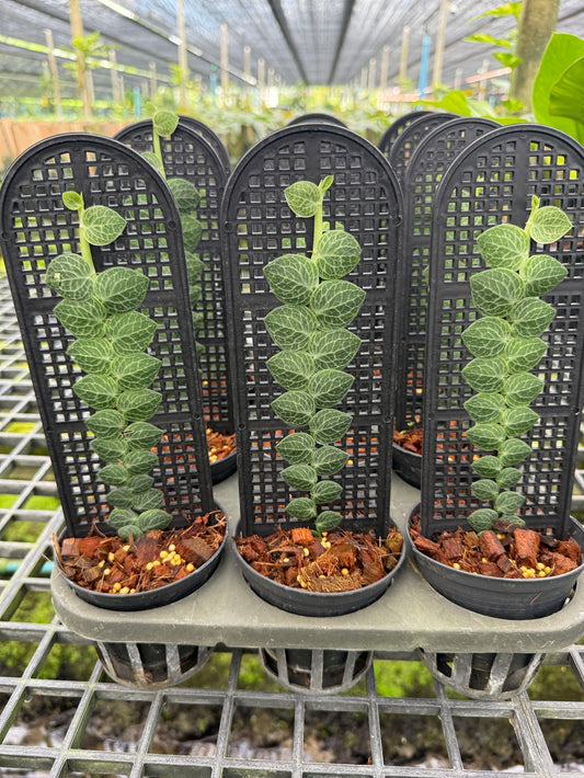 Rhaphidophora cryptantha