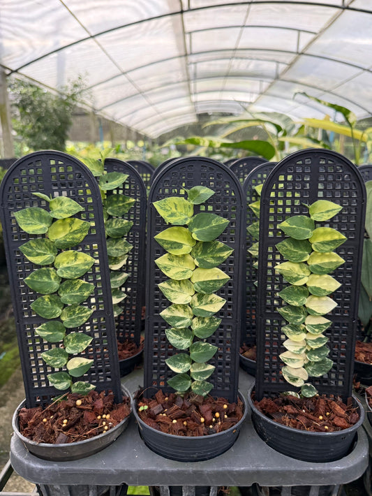Rhaphidophora hayi variegated No.3 ‘golden light’
