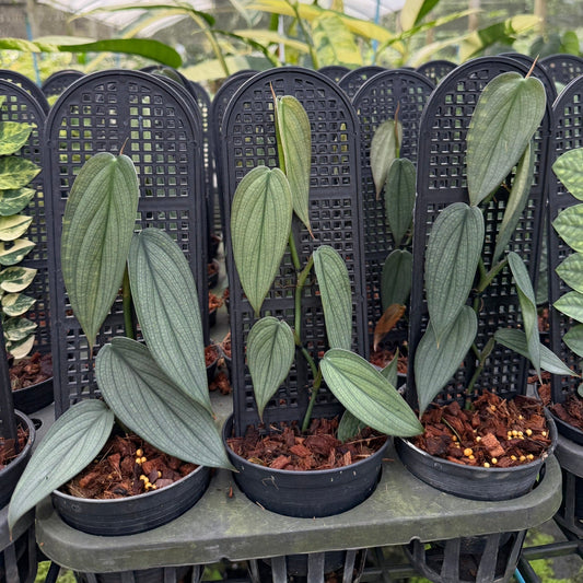 Philodendron burle marx fantasy
