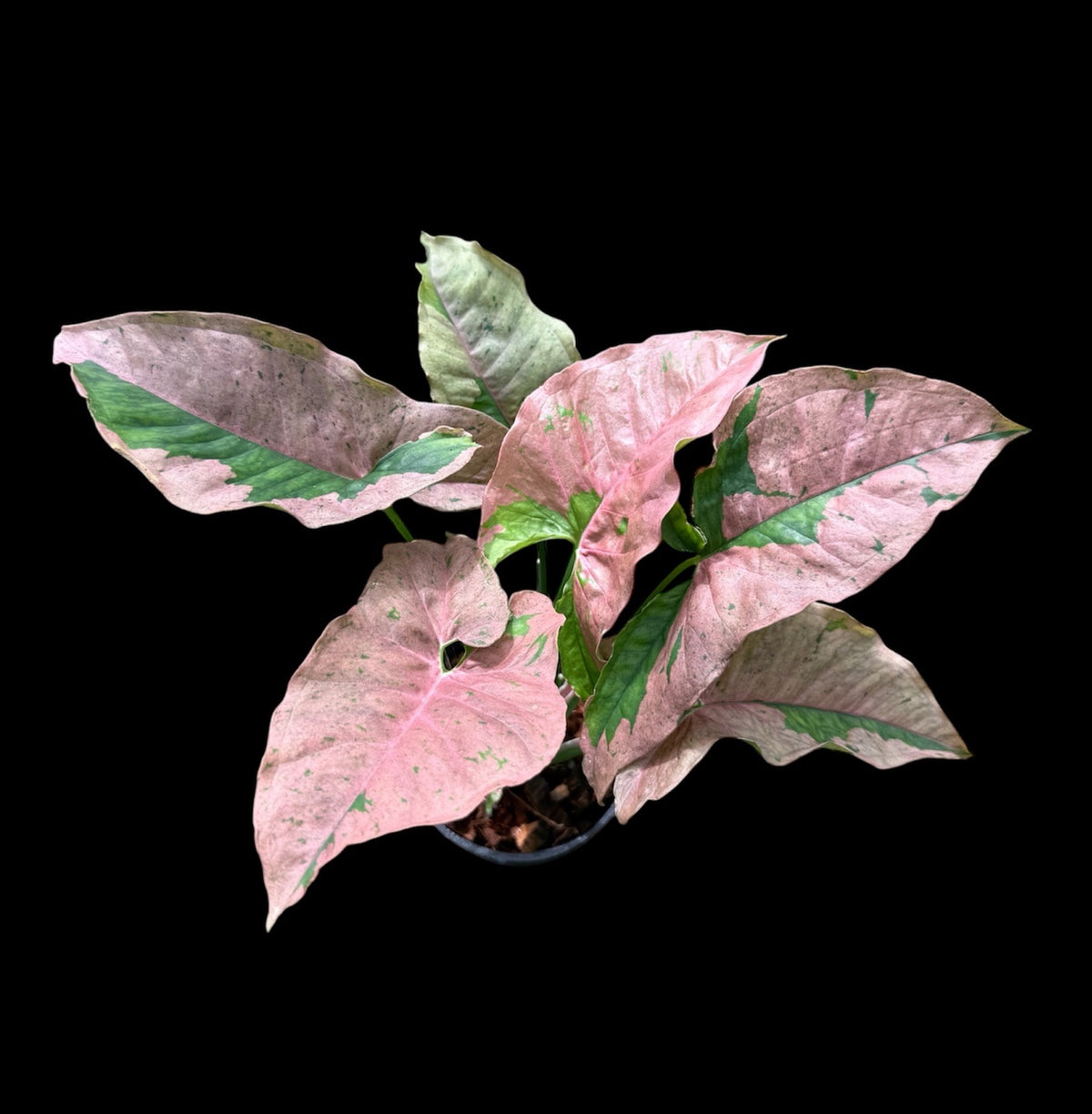 Syngonium pink pastel