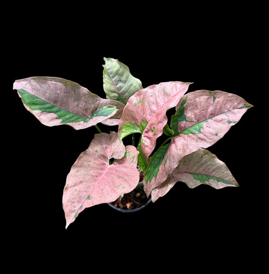 Syngonium pink pastel