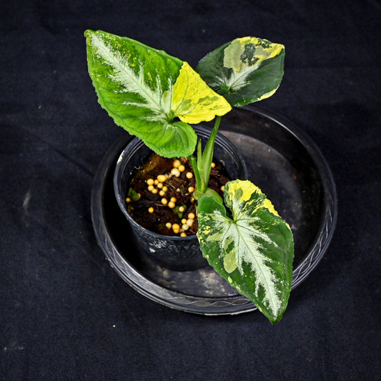 Syngonium wendlandii variegated