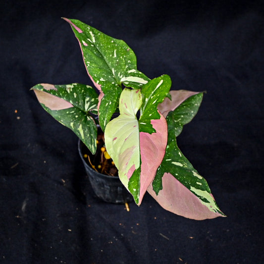 Syngonium red spot tricolor
